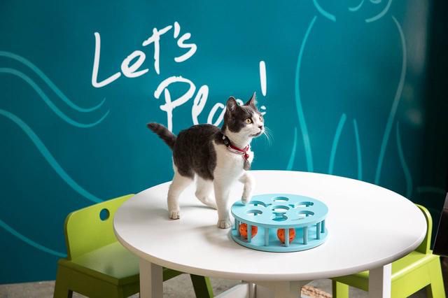 A scene from this spring's Purina One pop-up cat cafe
